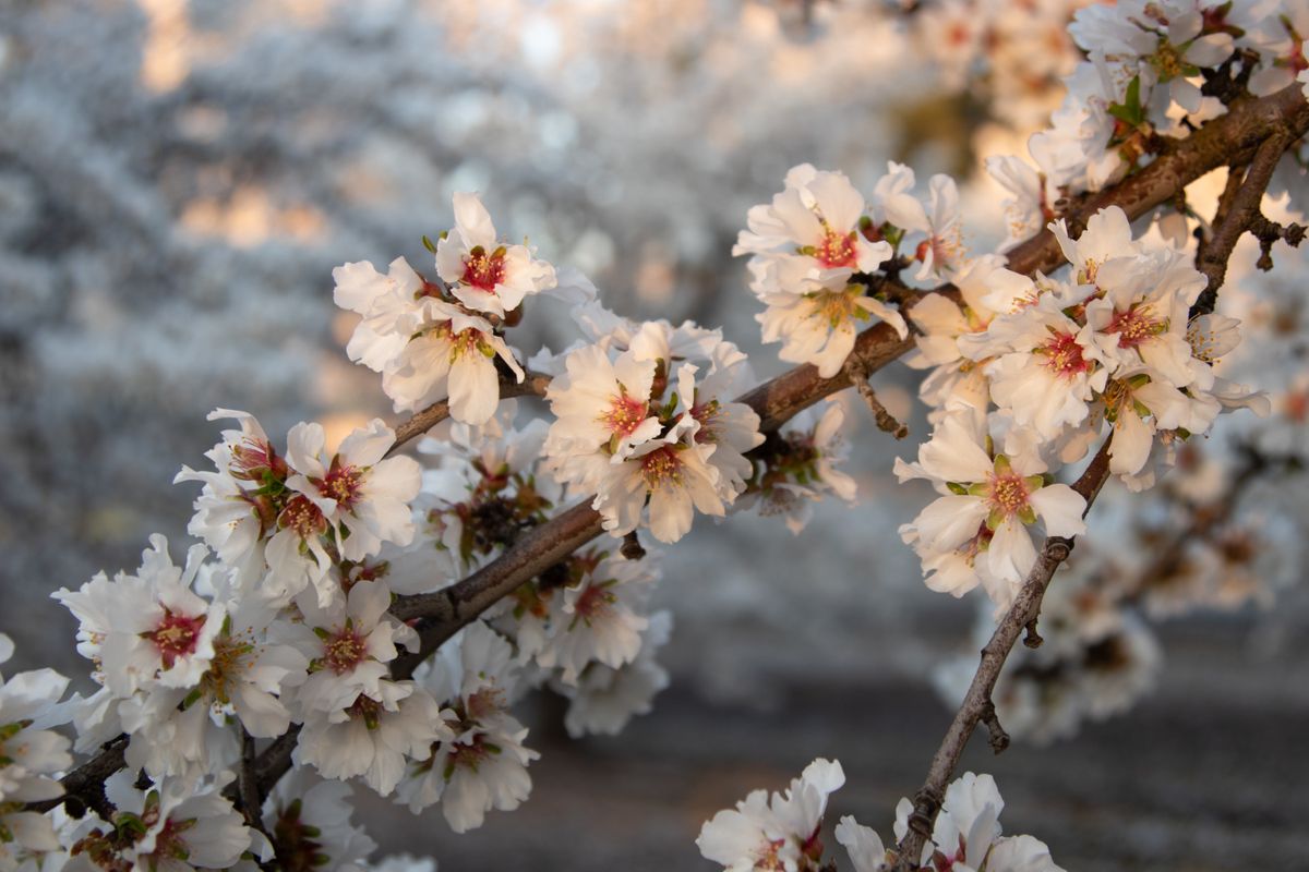 Almond blossoms in bloom near Clovis